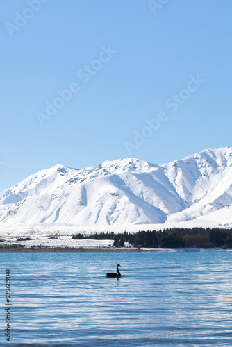 Fototapeta Naklejka Na Ścianę i Meble -  A black swan swims on Lake Tekapo in New Zealand in winter. A tranquil winter landscape 