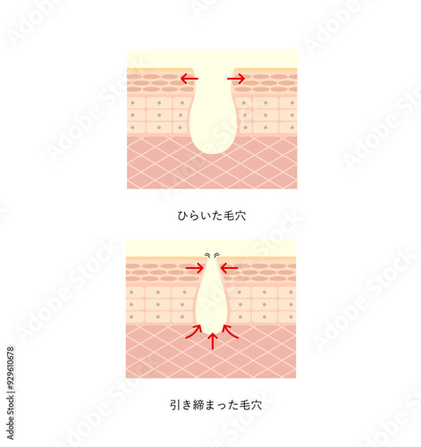 図版_肌図版_004_毛穴のひらきと引き締め