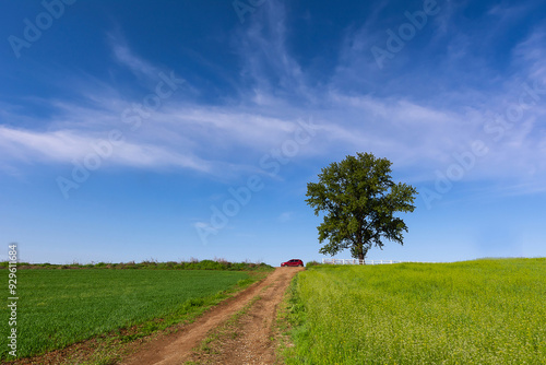 Anseong Farmland, Unggyo-ri, Anseong-si, Gyeonggi-do, South Korea - April 27, 2019: Low angle view of dirt road and green barley field against big tree and small red car on the hill in spring photo