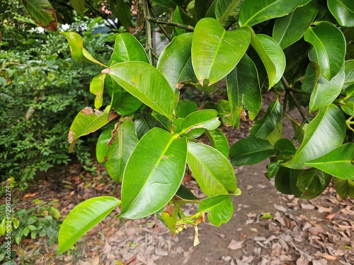 Close up of mangosteen leaves in the garden at Mekong Delta Vietnam.