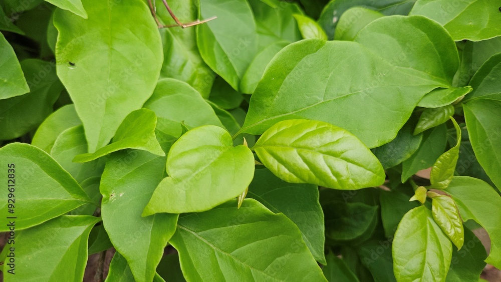 Close up of green leaves of lesser bougainvillea in the garden at Mekong Delta Vietnam. Close up of green leaves of lesser bougainvillea in the garden at Mekong Delta Vietnam.