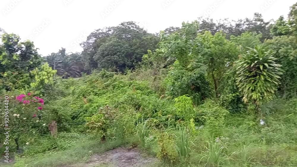 A garden in rural area view outdoor in kluang, johor, malaysia southeast asia. tropical country
A garden in rural area view outdoor in kluang, johor, malaysia southeast asia. tropical country