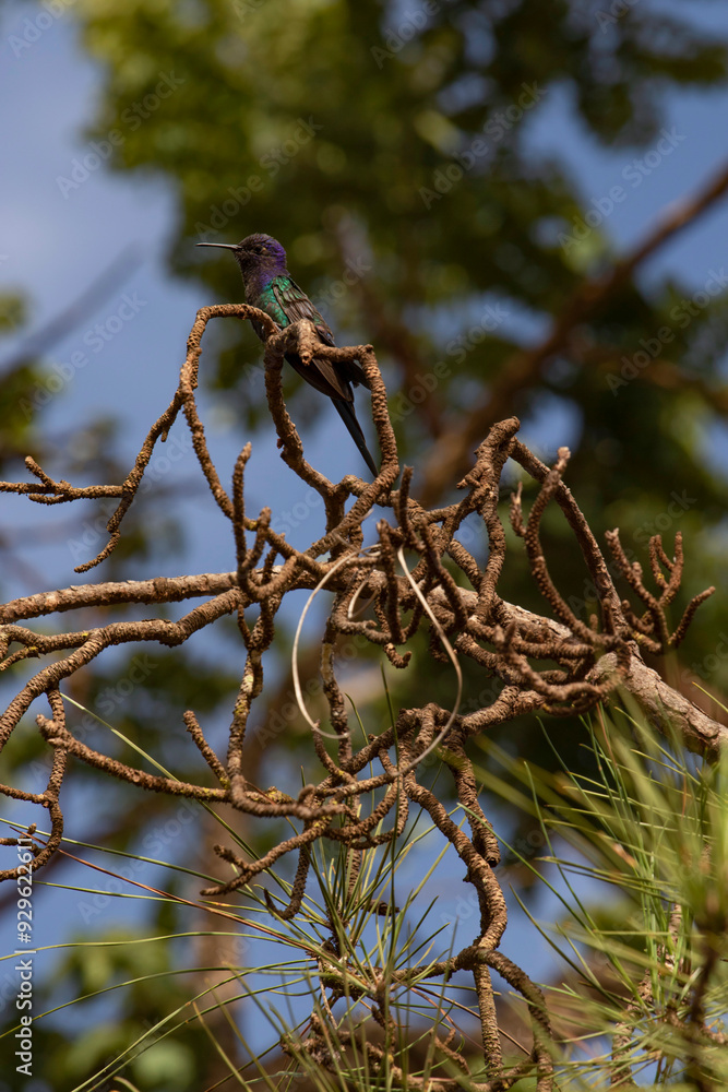 Splendid hummingbird camouflaged in nature, on a beautiful day with blue skies Splendid hummingbird camouflaged in nature, on a beautiful day with blue skies