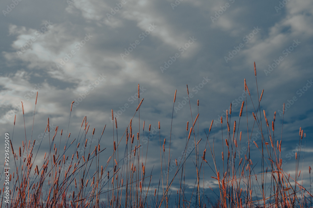 Fototapeta premium Peaceful nature evening scenery, autumn background. Summer sunset countryside evening spring