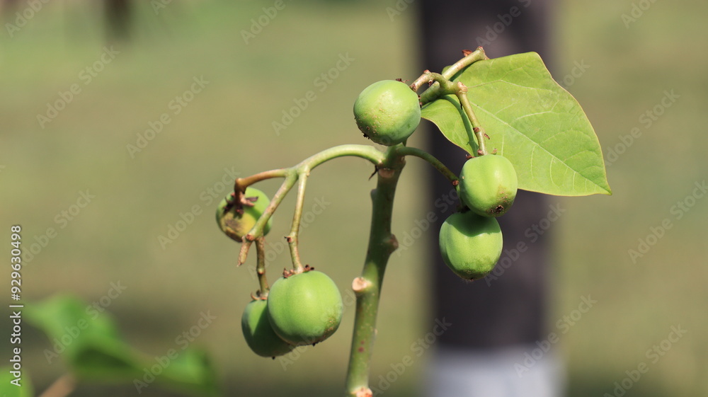 Castor fruit tree plant or Ricinus communis Castor fruit tree plant or Ricinus communis