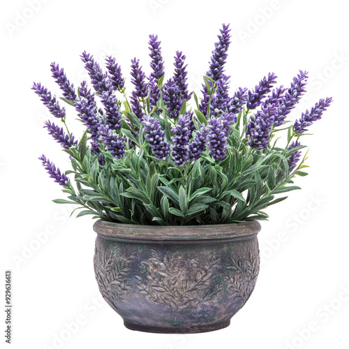 Lavender flowers in an elegant pot isolated on transparent background