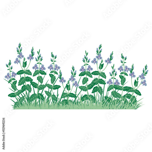 Wallpaper Mural germander speedwell and green grass, field flowers, Veronica, vector drawing wild plants at white background, floral elements, hand drawn botanical illustration Torontodigital.ca