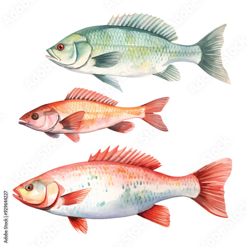 watercolor painting of sea fish four collection isolated