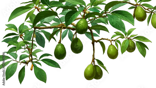 Several green avocados hang from branches with leaves.

