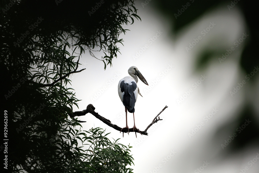 Asian openbill stork, Anastomus oscitans, large wading bird perching on tree branch in forest park, it's also called open-beak because the two parts of the bill touch only at the base and tip