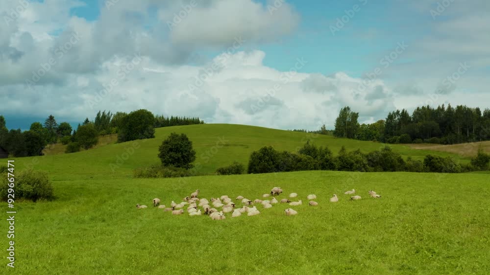 Flying towards sheep herd in a sunny day. Countryside landscape. Biological farming.