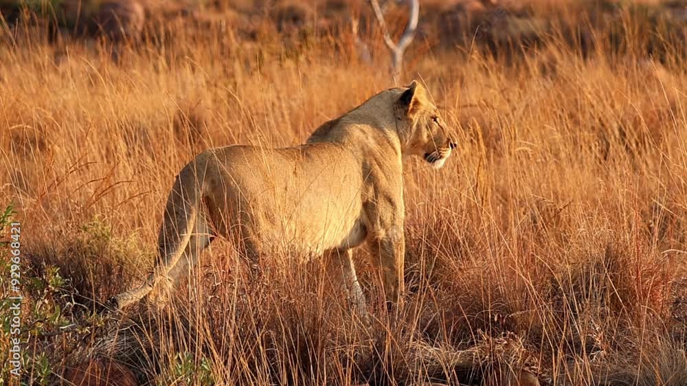 Kalahari Lioness hunting with intense focus and stealth in the African wilderness - in perfect afternoon light Kalahari Lioness hunting with intense focus and stealth in the African wilderness - in perfect afternoon light