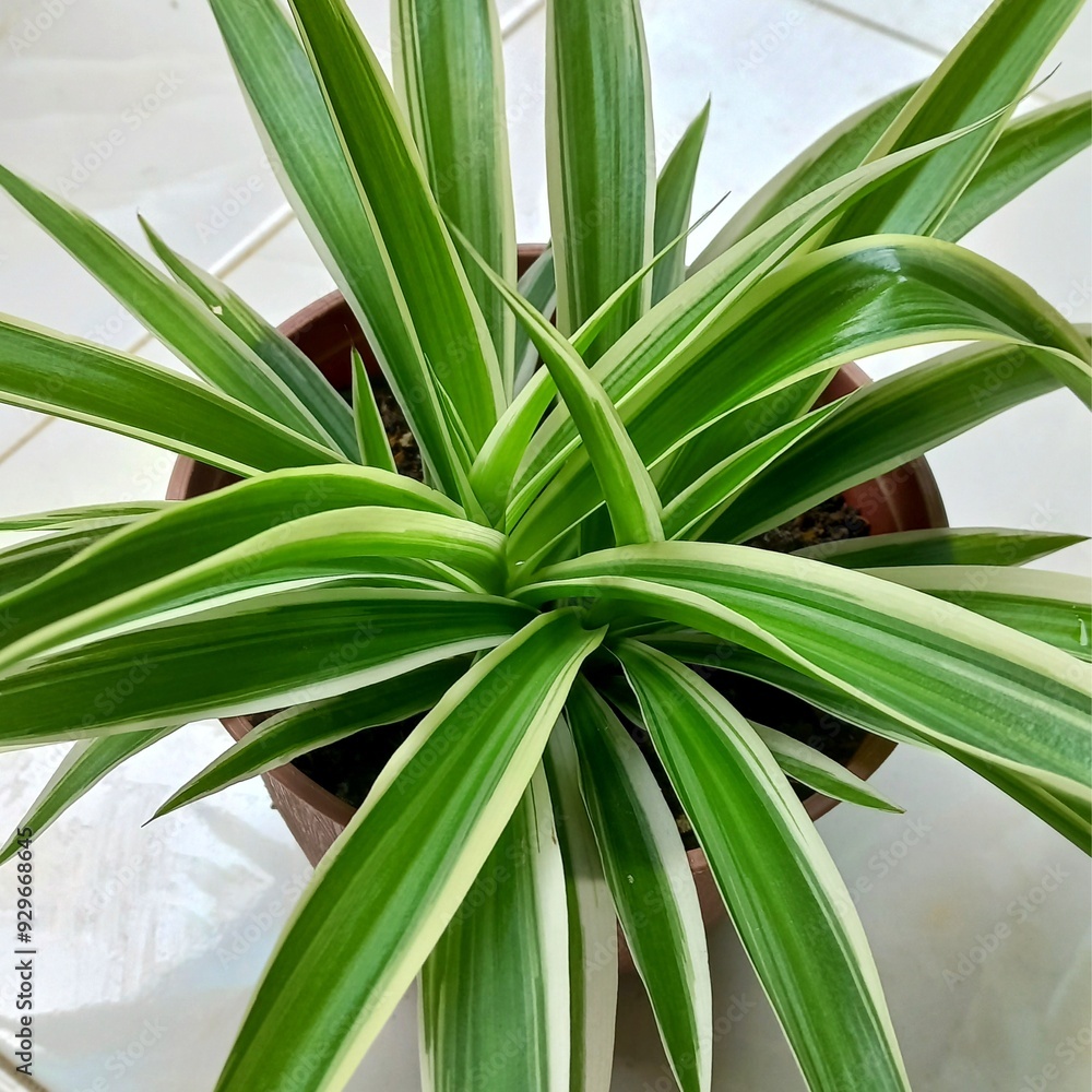 Obraz premium Green tropical leaves aesthetic plants foliage for background, wallpaper, and etc | gardening natural photos