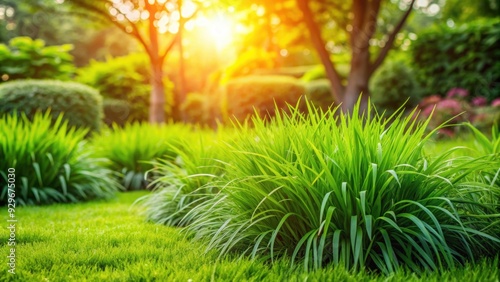 Lush green Paspalum urvillei grass in a sunny garden setting, green, grass, nature, plant, Paspalum urvillei, vibrant photo