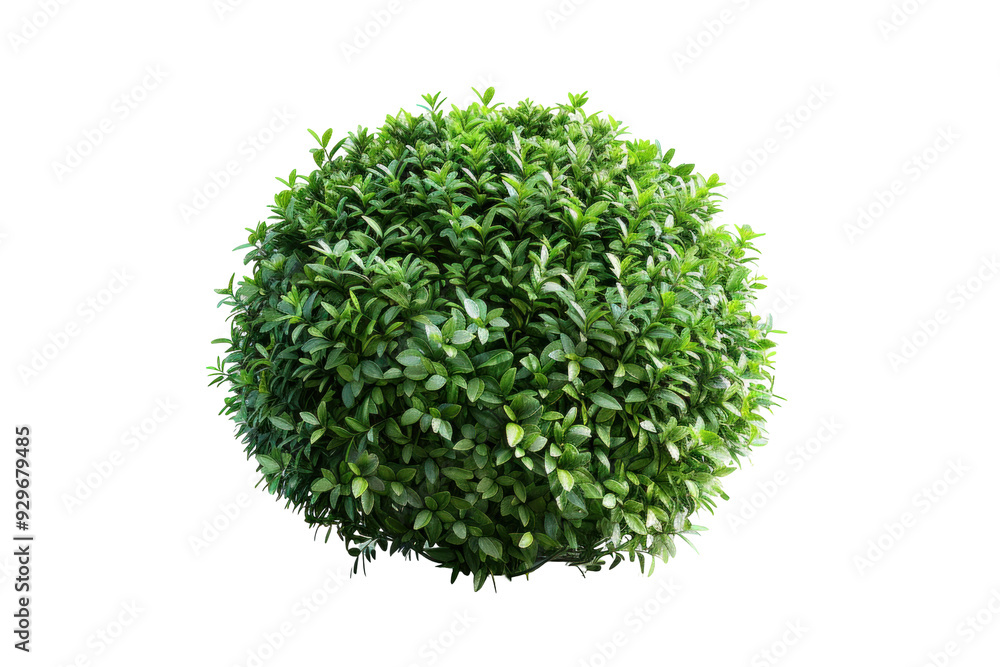 Obraz premium Round bush on white background.