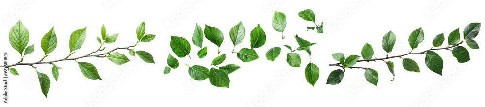 Fototapeta premium Branch with green leaves on white background.