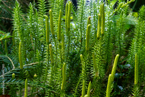 Spinulum annotinum, or Lycopodium annotinum, known as interrupted club-moss, or stiff clubmoss. Seen in Tyrol, Austria. It occurs in moist, acidic, shady forests and is endangered due to its rarity