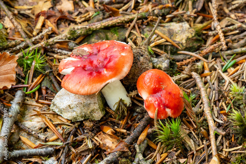 Close-up of the cherry-red Russula (Russula emetica). A fungus that thrives in moors and moist coniferous forests. The widespread to fairly common Russula is slightly poisonous. photo