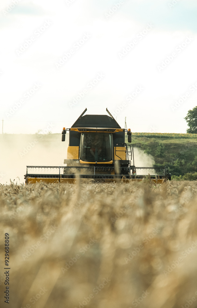 Fototapeta premium combine harvester works in the field