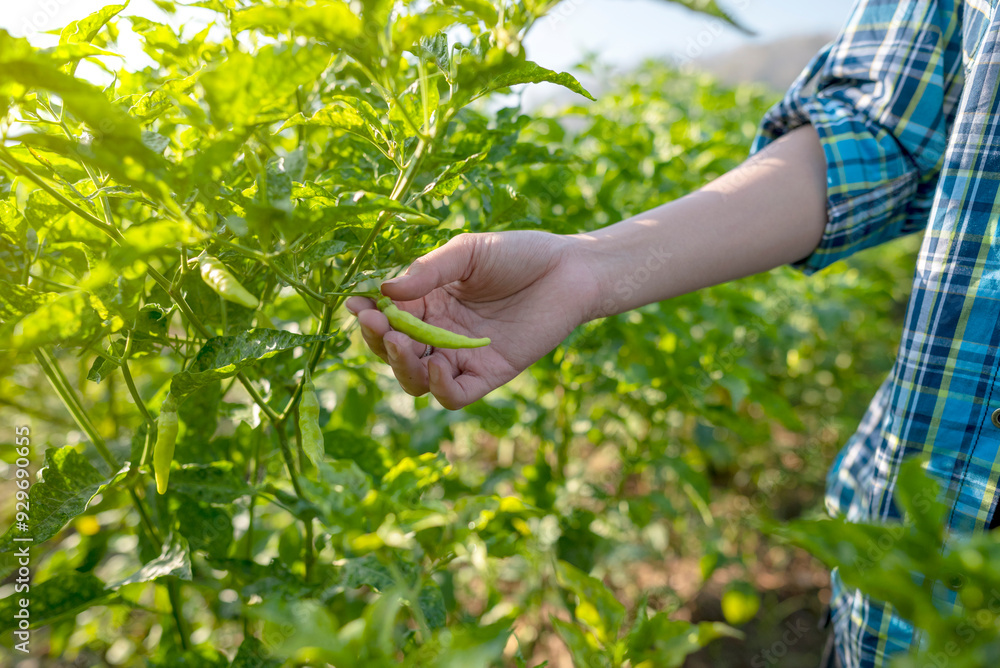 A person is picking a pepper plant in a garden A person is picking a pepper plant in a garden