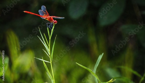 Close-up of a Vibrant Red Dragonfly in Nature