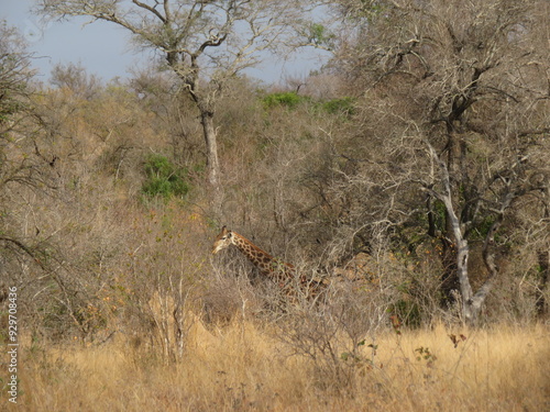 cheetah in serengeti