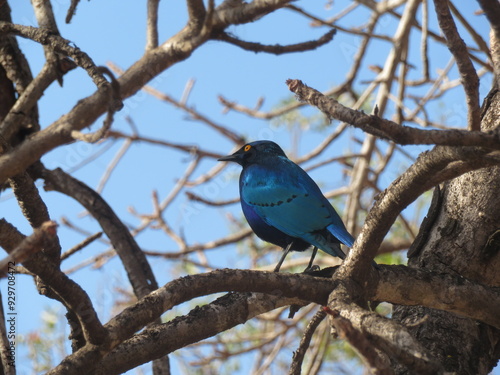 bird on a branch