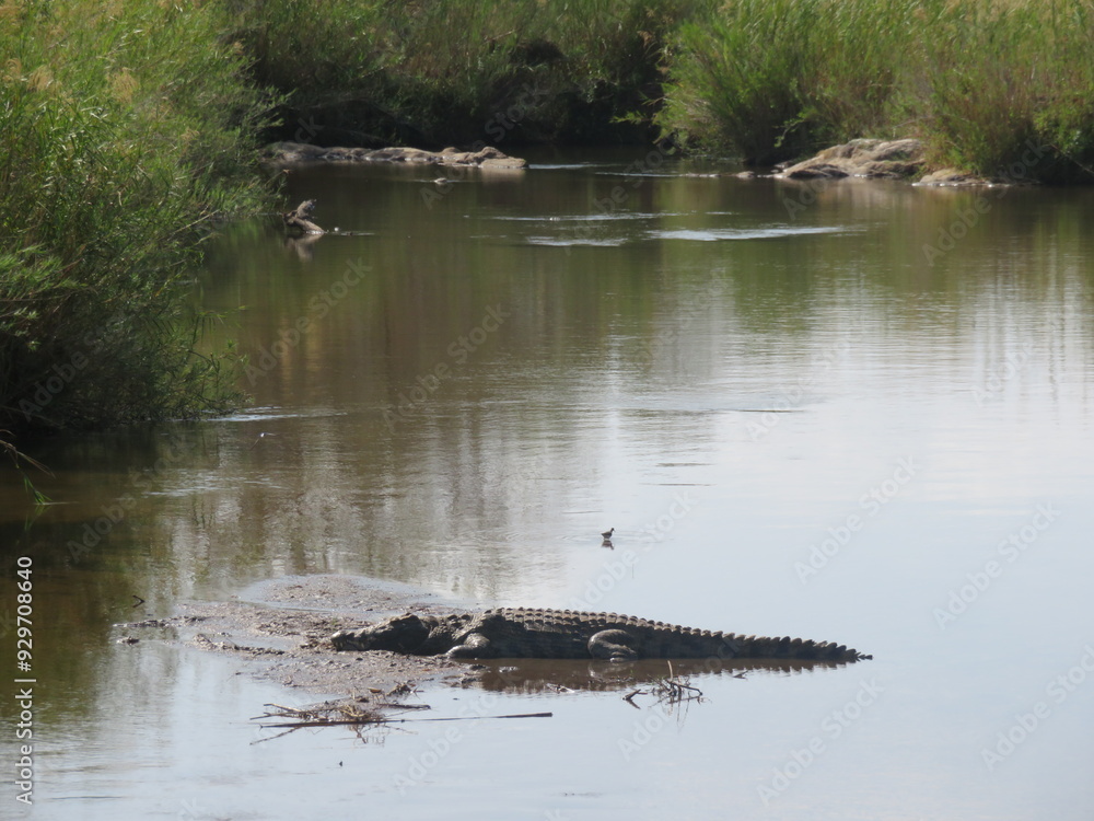 alligator in the river alligator in the river