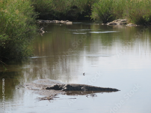 alligator in the river