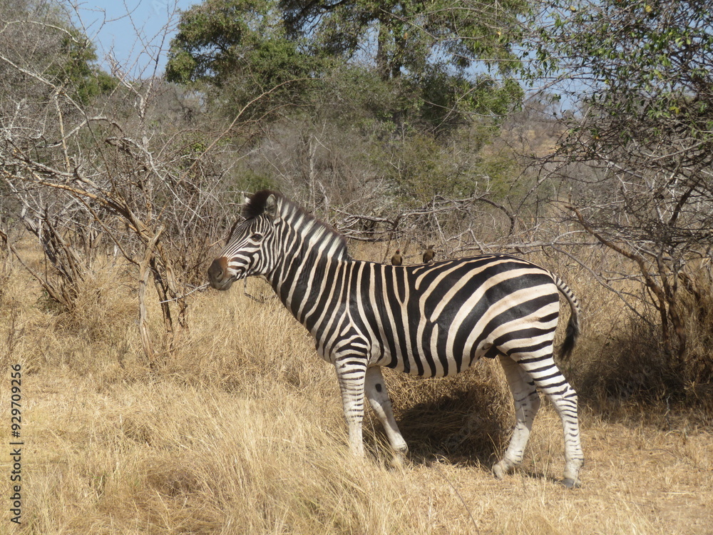 Obraz premium zebras in the savannah