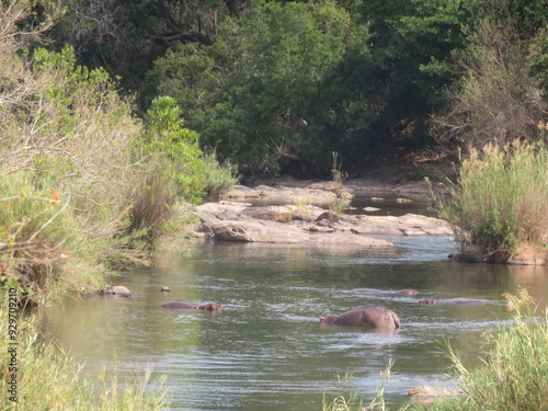 Hippos in the river