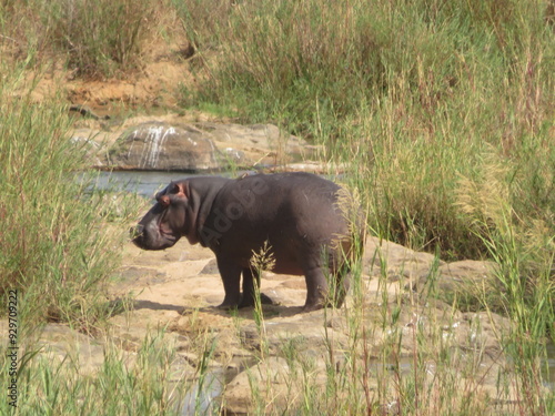 Hippo in water