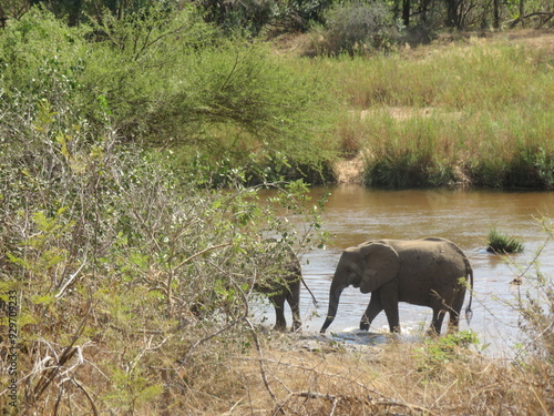 elephants in the water
