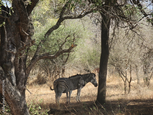 zebra in the savannah