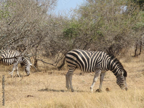zebras and zebra
