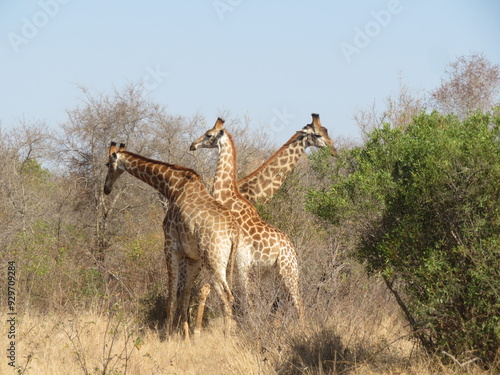 giraffe in the savannah