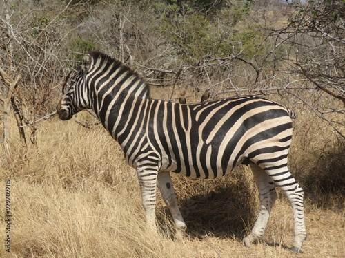 zebra in the savannah