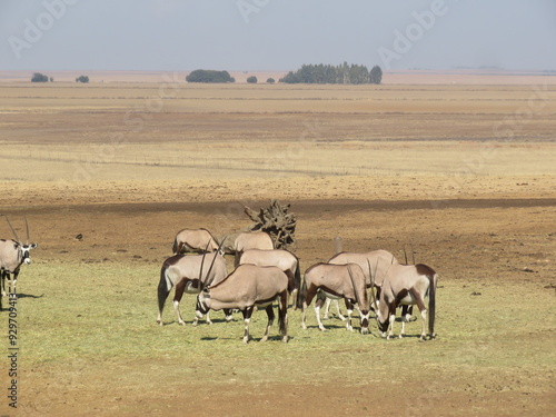 herd of wildebeest