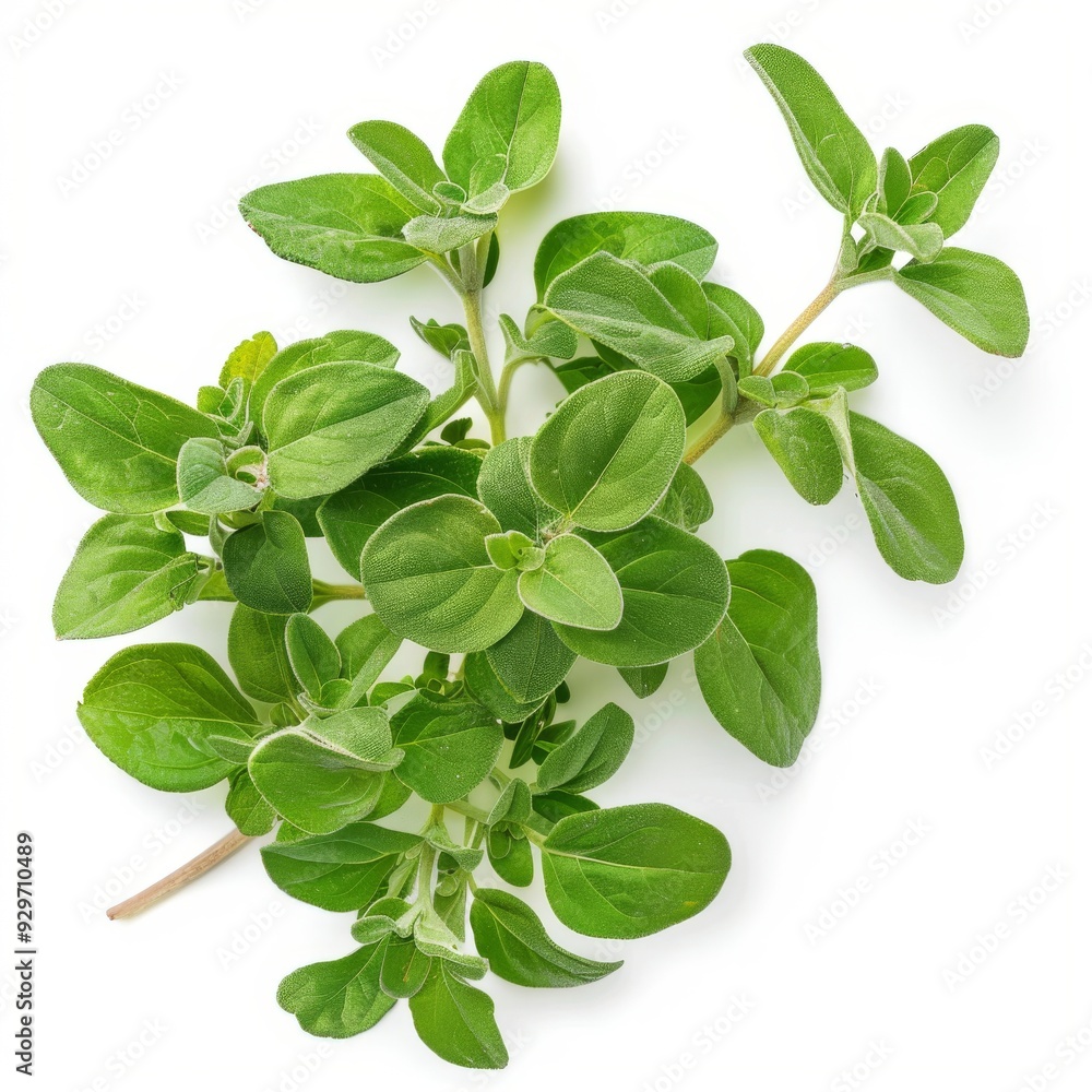 3D Marjoram Herb as Design Element 3D Marjoram Herb as Design Element