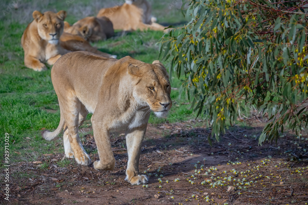 Fototapeta premium A lioness walks calmly on the green grass, wildlife photo