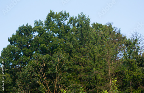  These are green trees in summer.