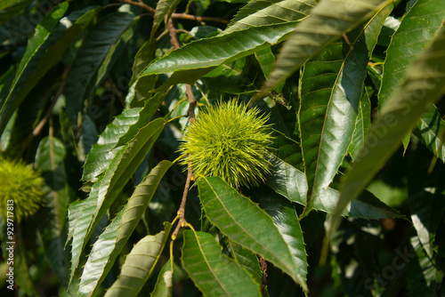 green Chestnut bur in forest