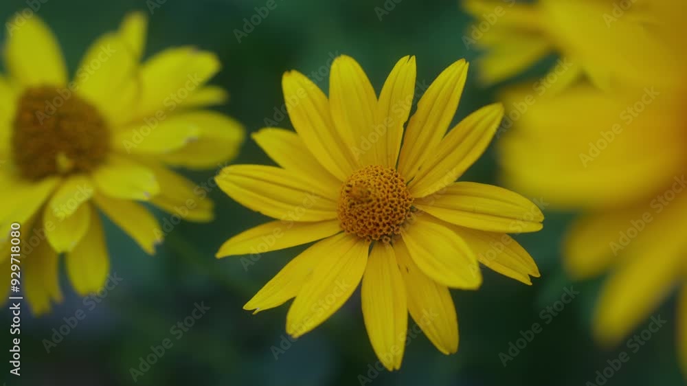 A close-up of the vibrant yellow False Sunflower (Heliopsis), showcasing its bright and cheerful blooms. Perfect for themes of gardening, nature, and floral beauty. A close-up of the vibrant yellow False Sunflower (Heliopsis), showcasing its bright and cheerful blooms. Perfect for themes of gardening, nature, and floral beauty.