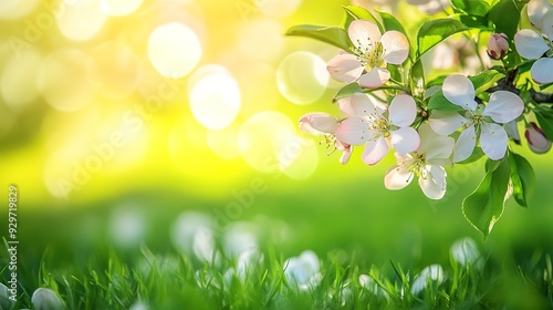 Apple blossom in spring garden with blurred green grass backdrop