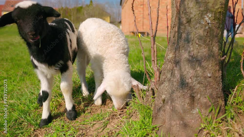 Lambs Eating By The Tree In The Countryside Pasture. - closeup shot Lambs Eating By The Tree In The Countryside Pasture. - closeup shot