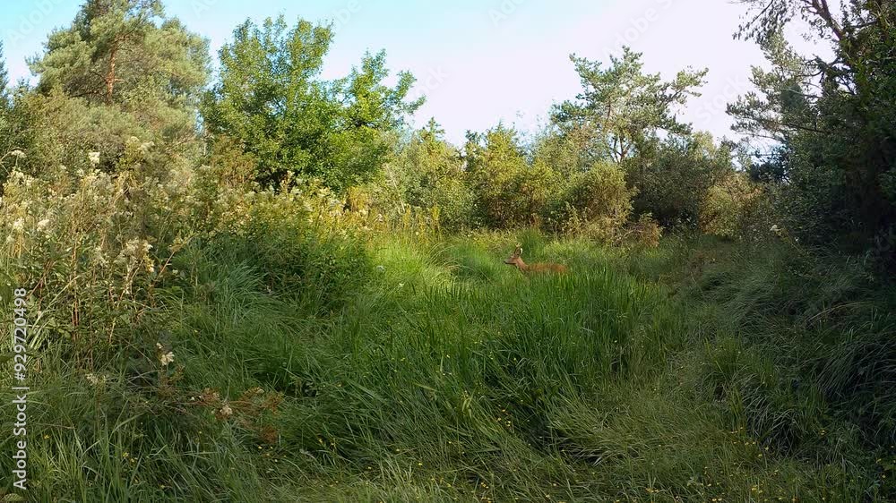 Male Roe deer (Capreolus capreolus) looking for female to mate with. Saaremaa, Estonia. Male Roe deer (Capreolus capreolus) looking for female to mate with. Saaremaa, Estonia.