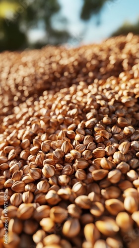 A close-up of a large pile of wheat grains in natural sunlight, ideal for agricultural and food industry concepts. photo