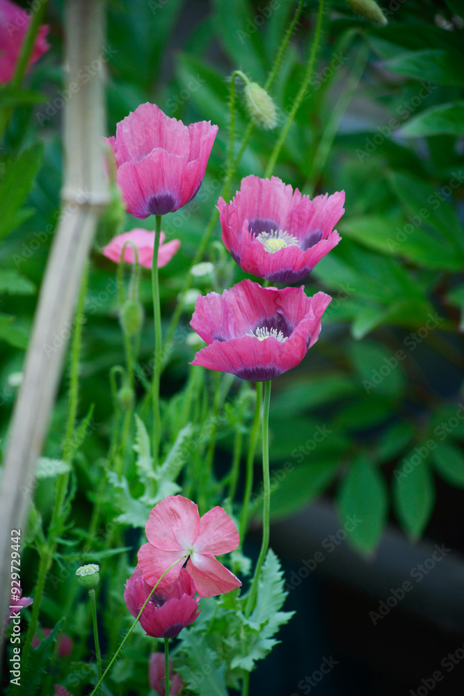 Fototapeta premium pink poppy flower