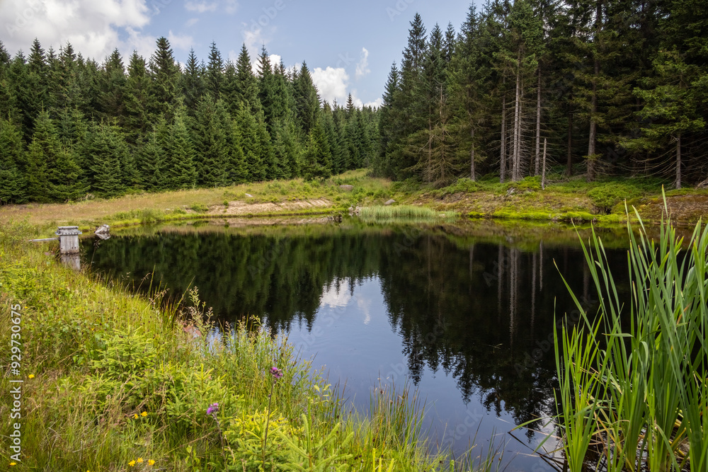 Beautiful forest pond under blue sky in summer spruce forest Beautiful forest pond under blue sky in summer spruce forest