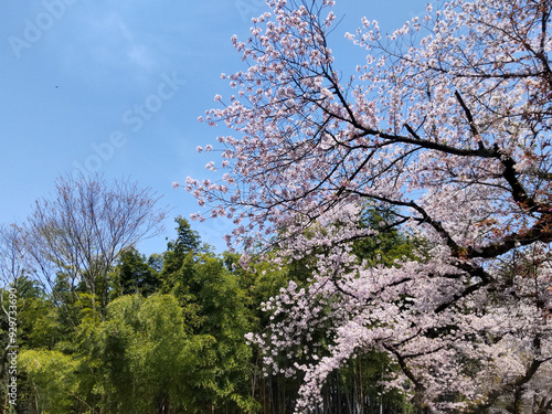 Wallpaper Mural 満開の桜と青空 Torontodigital.ca